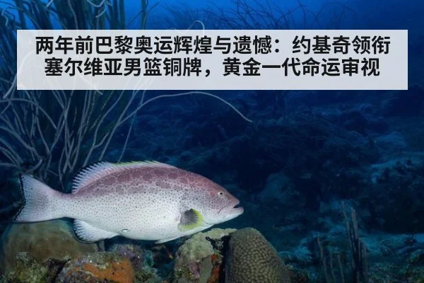 两年前巴黎奥运辉煌与遗憾：约基奇领衔塞尔维亚男篮铜牌，黄金一代命运审视